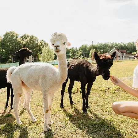 Gospodarstwo Agroturystyczne Z Basenem & Spa I Alpakami Farm stay Elk
